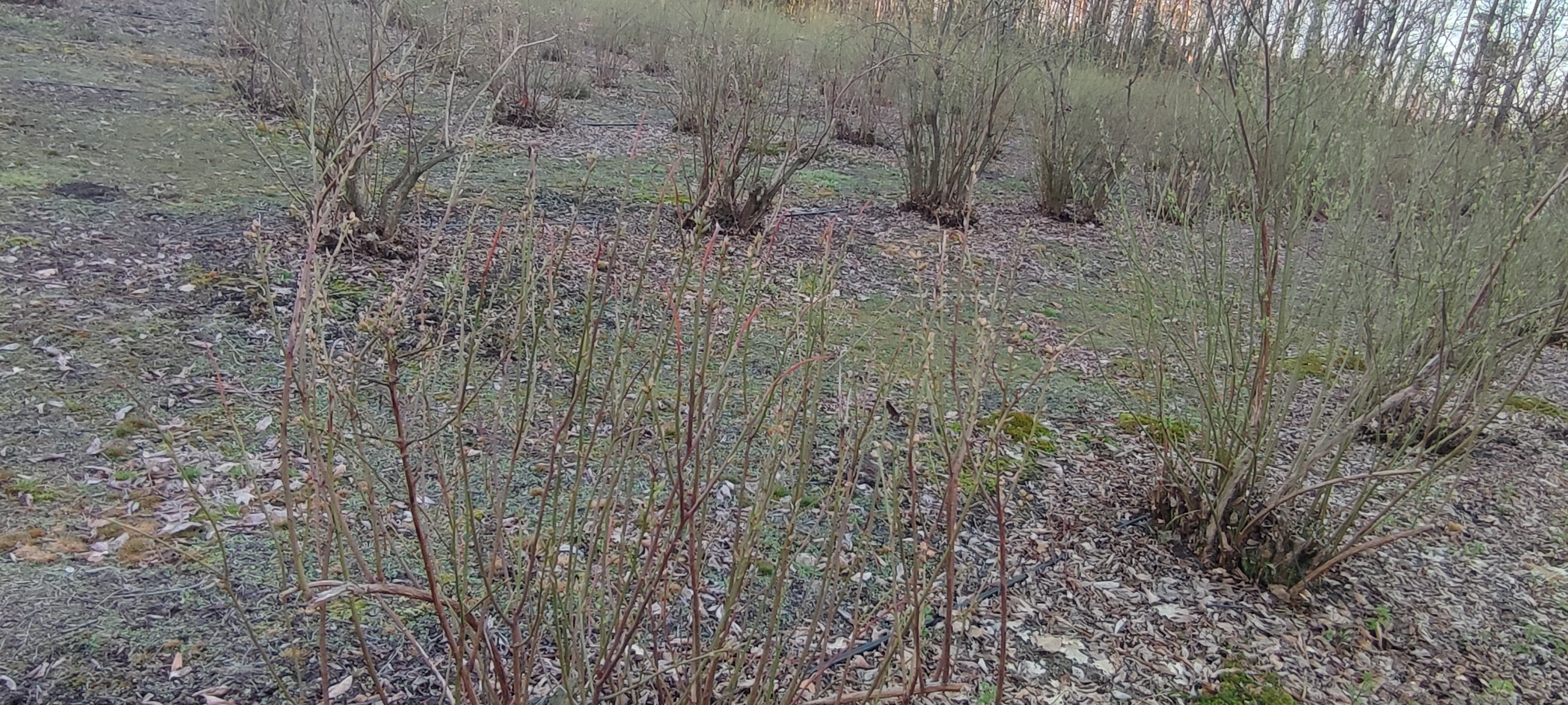 Krzewy borówki po cięciu odmładzającym