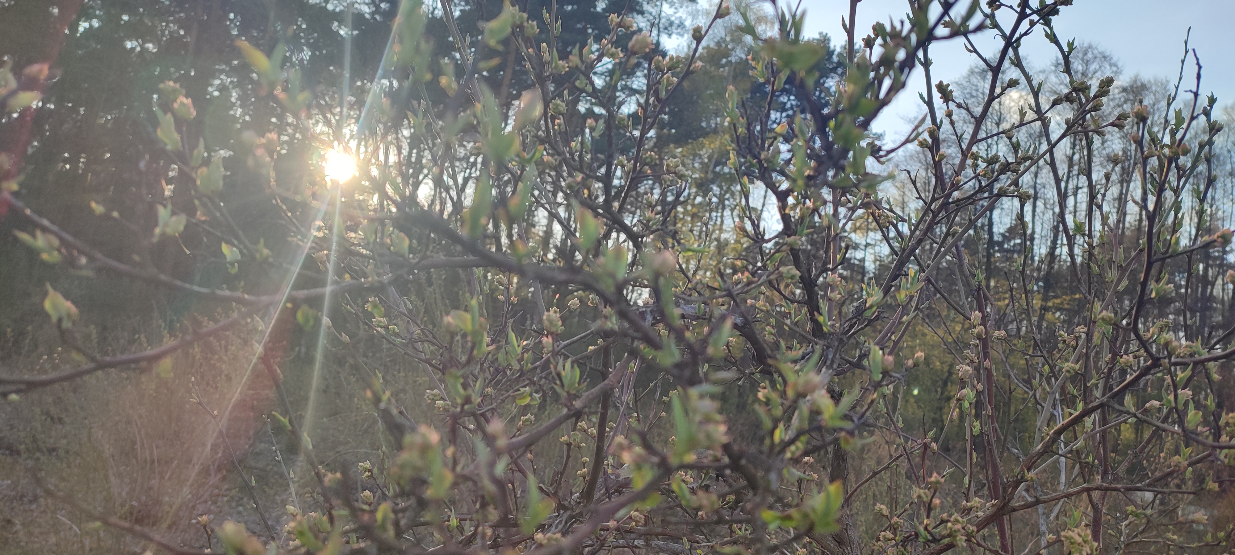 Pąki borówki o wschodzie słońca — wiosna 2026