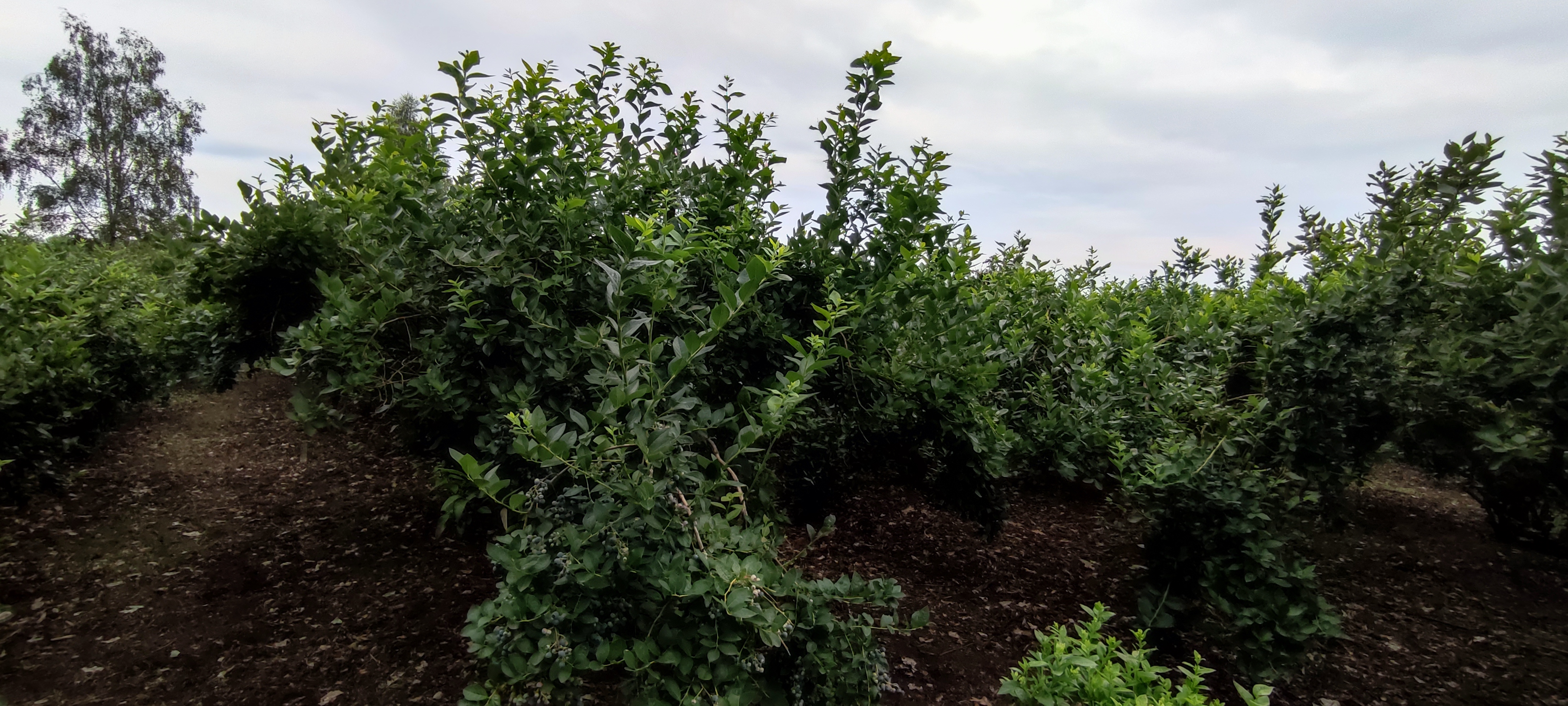 Plantacja borówki amerykańskiej w Bojszowach — Plantacja Borkowy
